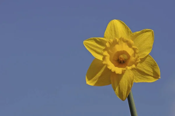 Κίτρινο Λουλούδι Άγρια Ασφόδελος Νάρκισσος Ενάντια Ένα Καταγάλανο Ουρανό — Φωτογραφία Αρχείου