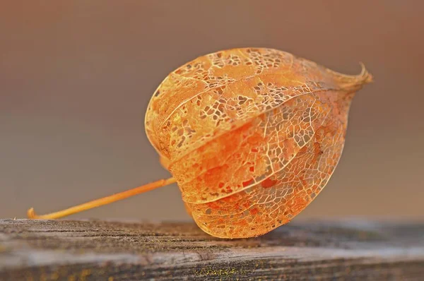 Tørket Physalis Cape Gooseberry – stockfoto