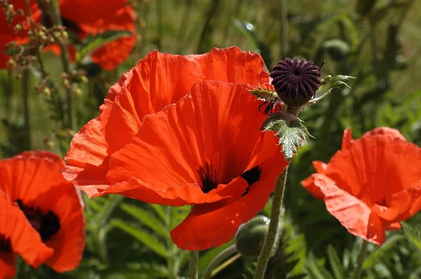 Flor Papoula Oriental Papaver Orientale Flores Com Cabeça Semente Boll — Fotografia de Stock