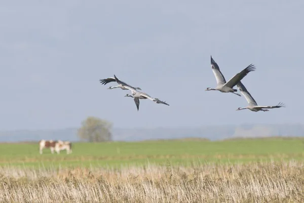 Cranes Grus grus birds flying