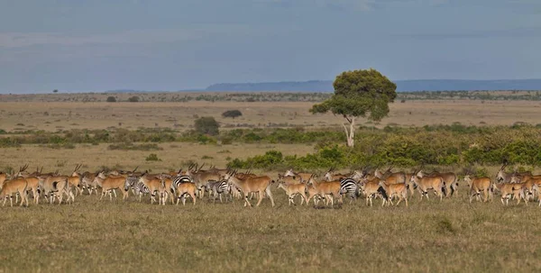 Herd Eland Antilopes Taurotragus Oryx Zebra Equus Quagga Blue Wildebeest — Foto Stock
