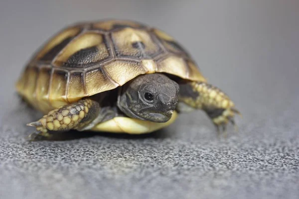 Hermann Tortoise Testudo Hermanni Hatchling — Stock Photo, Image