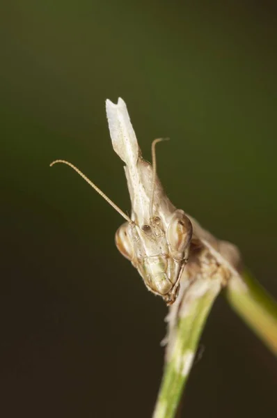 Conehead Mantis Empusa Pennata Cabeça Uma Fêmea Região Lago Kerkini — Fotografia de Stock