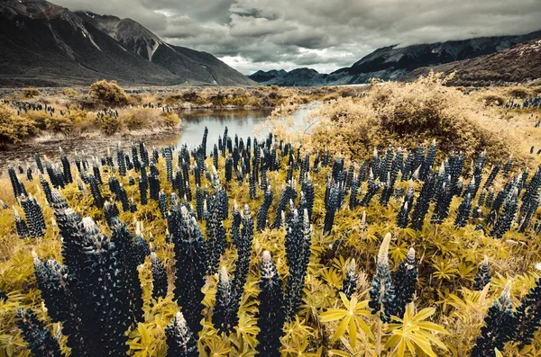 Łubin Lupinus Parku Narodowym Arthur Pass Kolor Zniekształcenia Południowa Wyspa — Zdjęcie stockowe