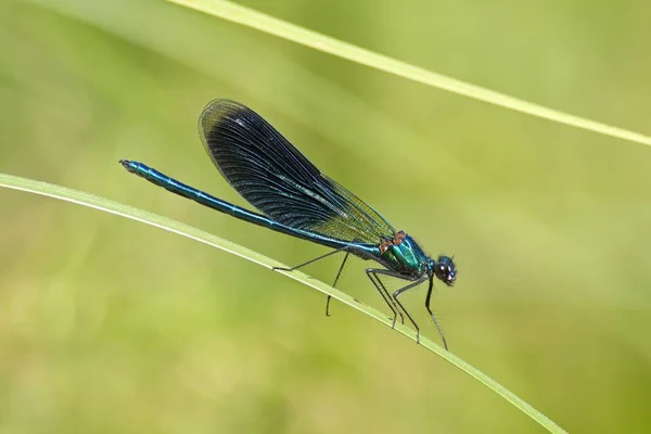 Güzel Telli Calopteryx Başak Luebeln Wendland Aşağı Saksonya Almanya Avrupa — Stok fotoğraf