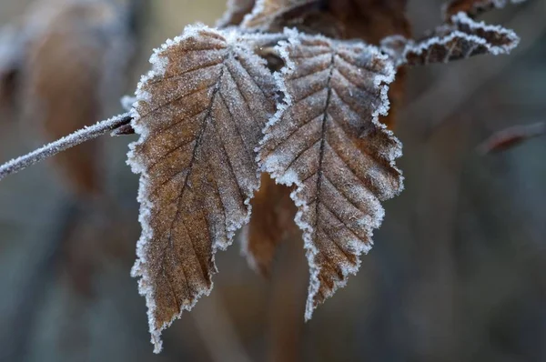 Frost covered leaves — Stock Photo, Image