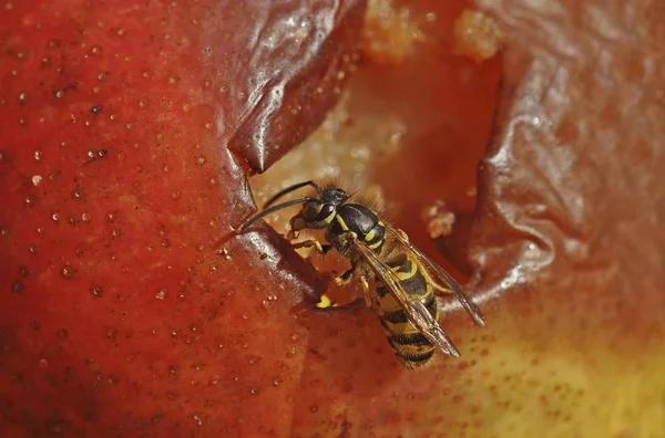 Vespa Comum Vespula Vulgaris Mordiscando Frutas Podres — Fotografia de Stock