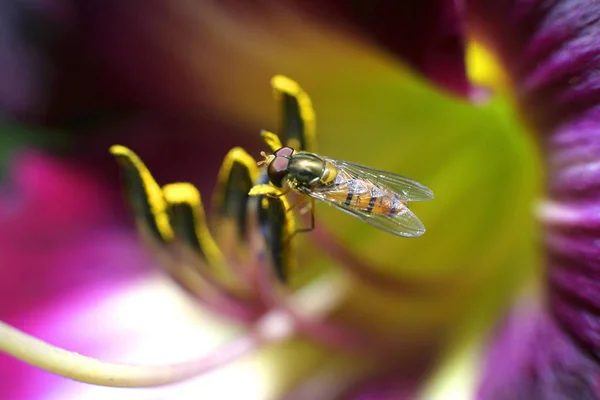 Close Hoverfly Syrphus Ribesii Pistil Lily — Stock Photo, Image