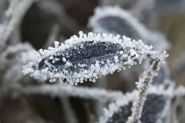 Frunzele acoperite cu îngheț — Fotografie, imagine de stoc