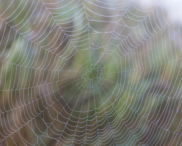 Spinnenweb Met Ochtenddauw Lake Staffelsee Seehausen Murnau Opper Beieren Beieren — Stockfoto