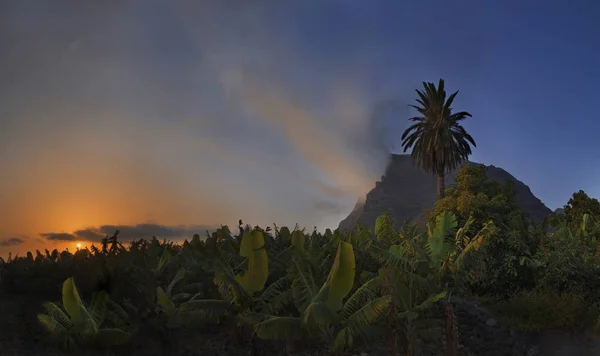 Банановая плантация на закате — стоковое фото