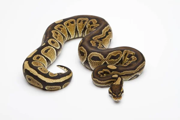 Royal python på vit bakgrund — Stockfoto