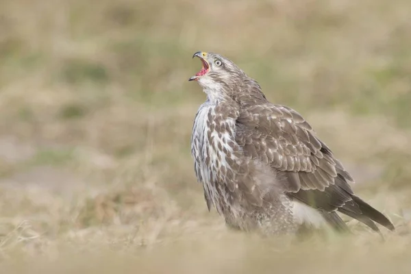 Oiseau dans le champ hurlant — Photo