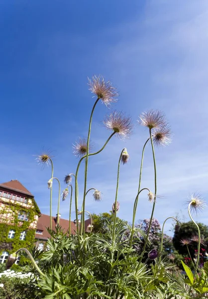 Gemensamma Pasque Blomma Pulsatilla Vulgaris Syn Anemone Pulsatilla — Stockfoto