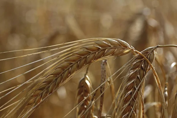 Yellow Countryside Barley field — Stock Photo, Image