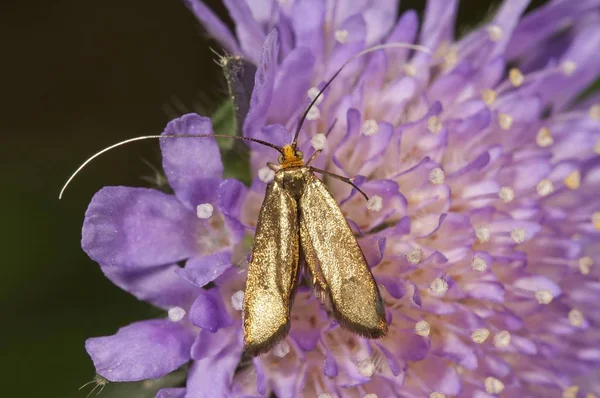 Cuerno Largo Bronce Nemophora Metallica Hembra Que Busca Néctar Untergroeningen —  Fotos de Stock