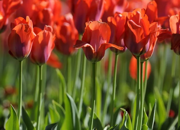 Groeiende Rode Bloemen Van Tulpen — Stockfoto