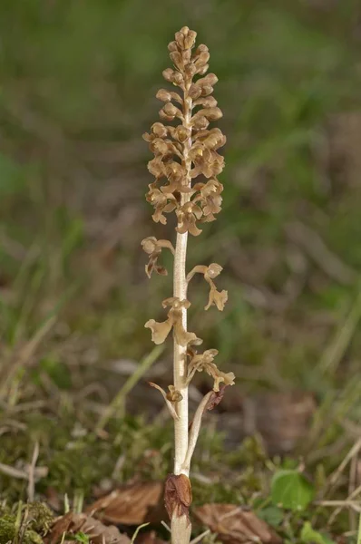 Bird Nest Orchid Neottia Nidus Avis Untergroeningen Baden Wuerttemberg Germany — Stock Photo, Image