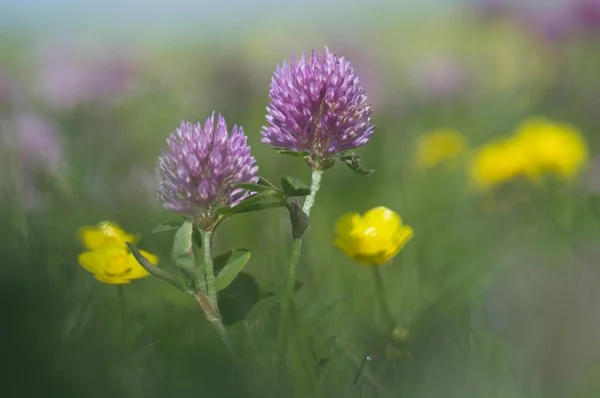 Красный Клевер Trifolium Pratense Лютик Ranunculus Acris — стоковое фото