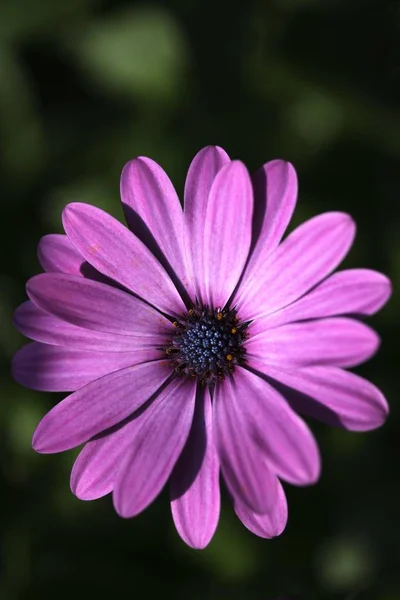 Мыс Дейзи Osteospermum Barberae Крупный План Фауна Природе — стоковое фото