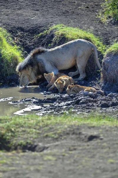 Лев Лев Ведмежатами Waterhole Масаї Мара Національний Заповідник Кенія Східна — стокове фото