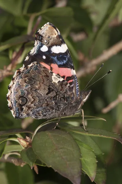 Roter Admiral Vanessa Atalanta Flügelunterseite Untergroeningen Baden Württemberg Deutschland Europa — Stockfoto