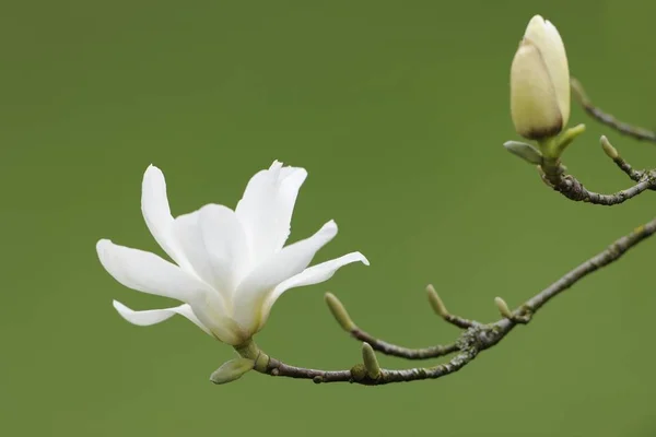 Flor Una Flor Magnolia Yulan Magnolia Denudata —  Fotos de Stock