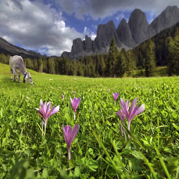 Berg Betar Med Mjölkko Och Blommor Efter Ett Åskväder Zanser — Stockfoto