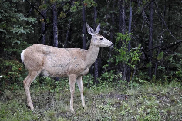 Μουλάρι Ελάφια Odocoileus Hemionus Doe Εθνικό Πάρκο Jasper Καναδικά Βραχώδη — Φωτογραφία Αρχείου