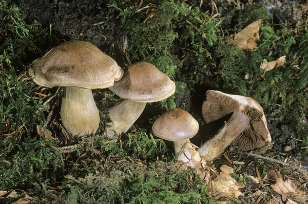 Cortinar Cortinarius Mushrooms Ground — Stock Photo, Image