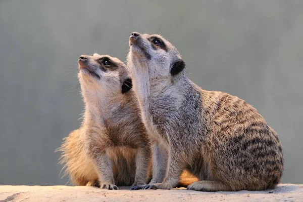 Meerkat Suricata Pareja Aire Libre — Foto de Stock