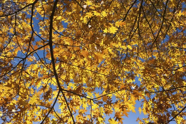 Herbstblätter Eines Norwegischen Ahorns Acer Platanoides — Stockfoto