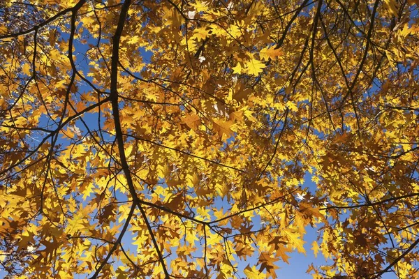 Hojas Otoño Arce Noruego Acer Platanoides —  Fotos de Stock