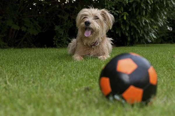 Cão Deitado Grama Com Bola Kromfohrlaender Irish Terrier Mix — Fotografia de Stock
