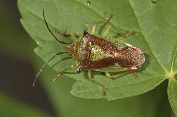Hawthorn Shield Bug Acanthosoma Haemorrhoidale Untergroeningen Baden Wuerttemberg Duitsland Europa — Stockfoto