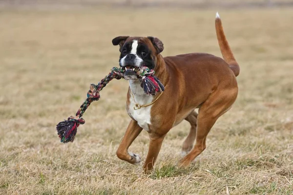 Dog running with tug training toy — Stock Photo, Image