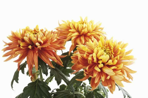 Chrysanthème Aromatique Fleurs Chrysanthème — Photo