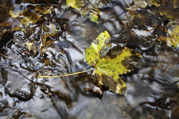 Autumn Maple Leaves Lying Rocks Water — Stock Photo, Image