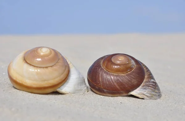 Duas Conchas Caracol Areia Praia Mar Norte Peter Ording Schleswig — Fotografia de Stock