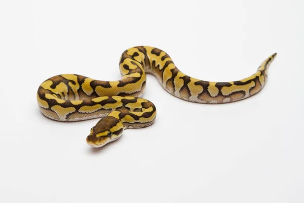 Royal Python fehér háttér — Stock Fotó