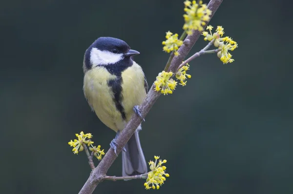 木の枝の上に座って素晴らしいシジュウカラ ヤマガラ主要な鳥 — ストック写真