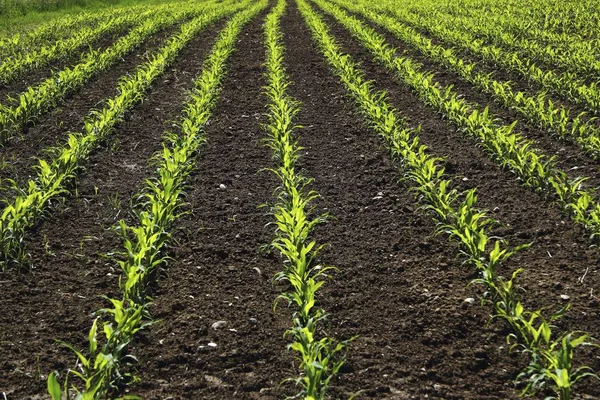 Plantas Jóvenes Maíz Campo Cultivo Biogás Alta Suabia Baden Wuerttemberg —  Fotos de Stock