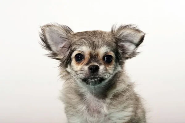 Retrato Engraçado Filhote Cachorro Chihuahua Cinza Bonito — Fotografia de Stock