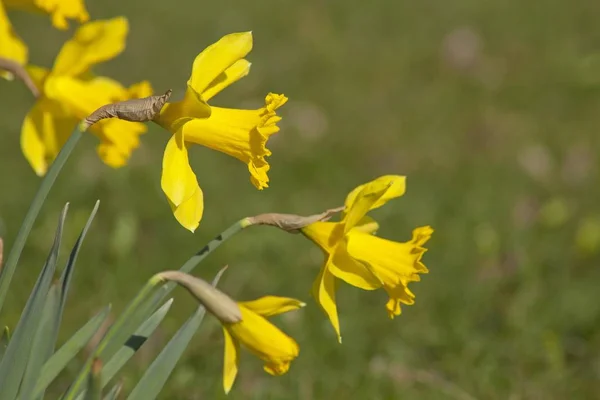 Άνθη Κίτρινα Jonquils Daffodils Νάρκισσος — Φωτογραφία Αρχείου