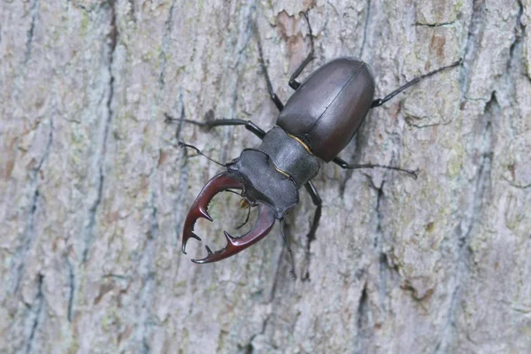 Stag beetle (Lucanus cervus), Emsland region, Lower Saxony, Germany, Europe