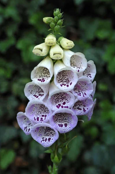 Naparstnica Digitalis Purpurea Kwiat — Zdjęcie stockowe