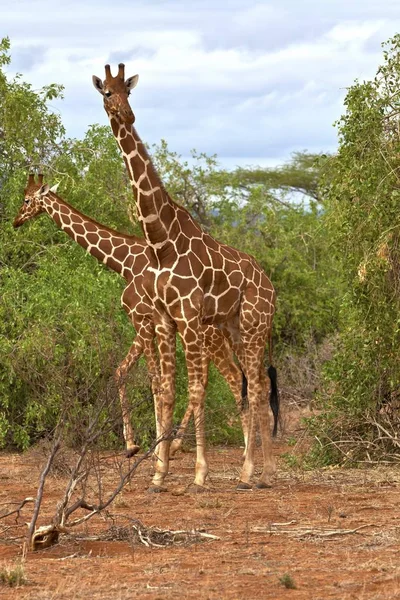 Hálós Zsiráf Nemzeti Tartalékba Kenya Kelet Afrikában Publicground Afrika — Stock Fotó