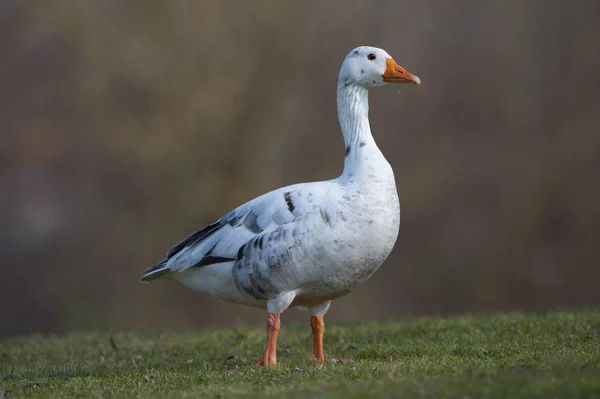 Hybrid Greylag Graylag Goose Anser Anser Domestic Goose — Stock Photo, Image