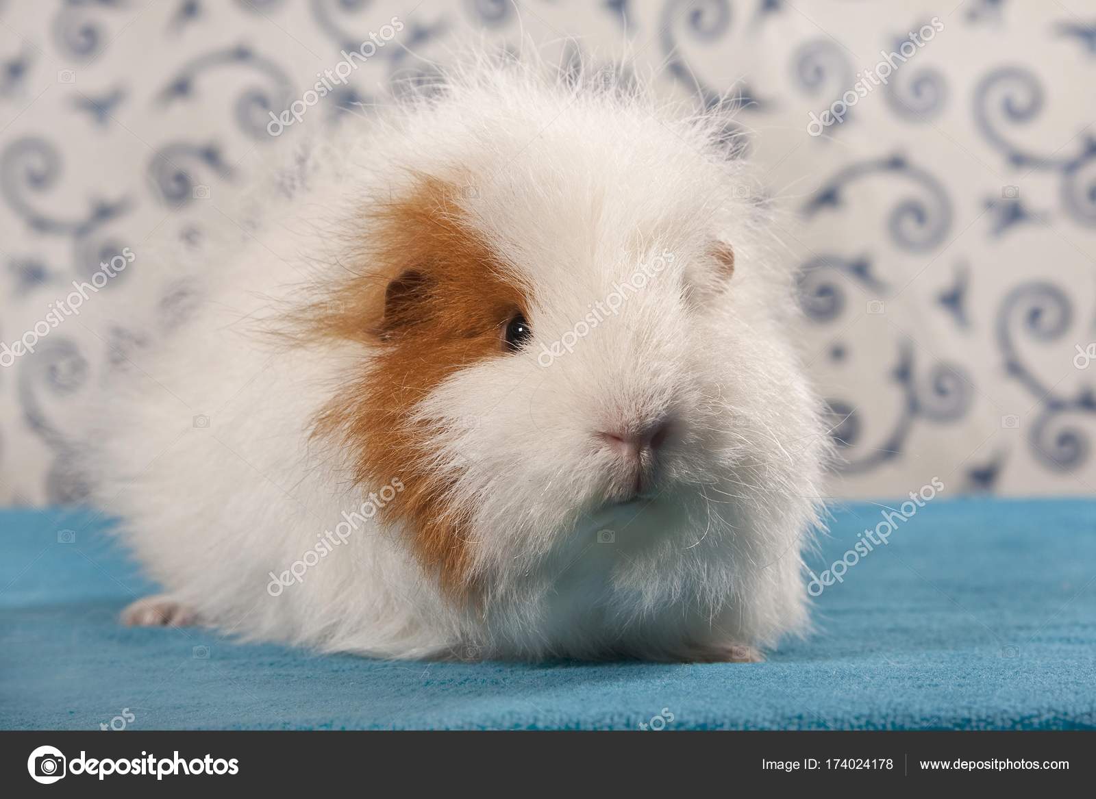 swiss teddy guinea pig
