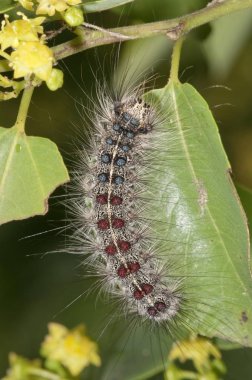 Gypsy Moth (Lymantria dispar), adult caterpillar, Lake Kerkini region, Greece, Europe clipart